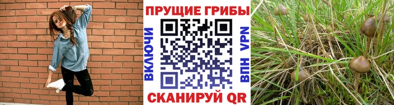 Псилоцибиновые грибы мицелий  дарнет шоп  Берёзовка 