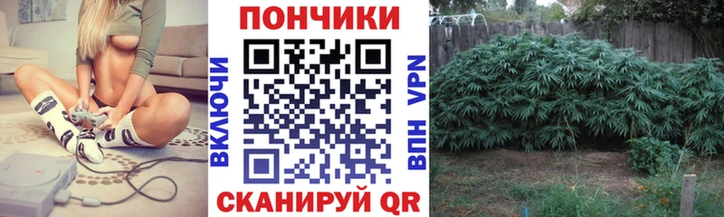 МАРИХУАНА план  продажа наркотиков  Берёзовка 